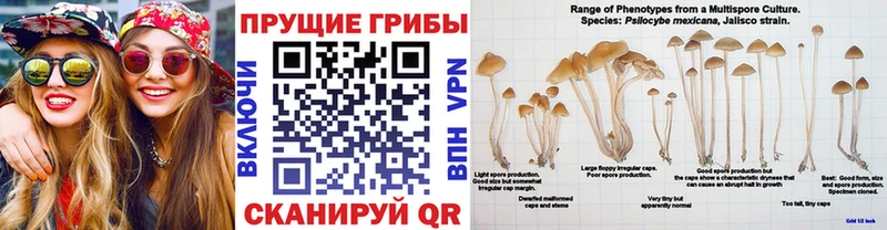 Псилоцибиновые грибы Cubensis  блэк спрут онион  Ноябрьск 